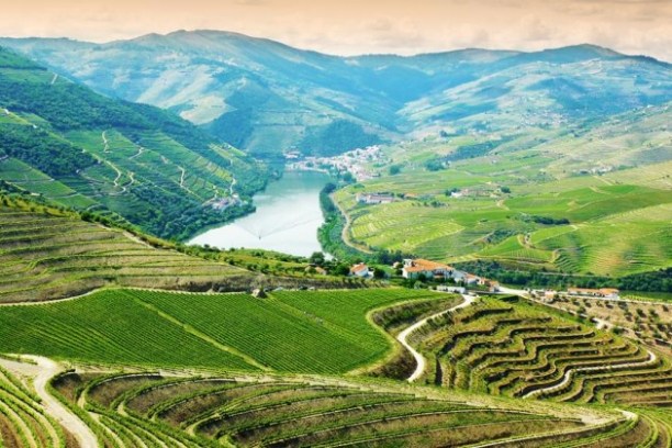 a close up of a green field with a mountain in the background