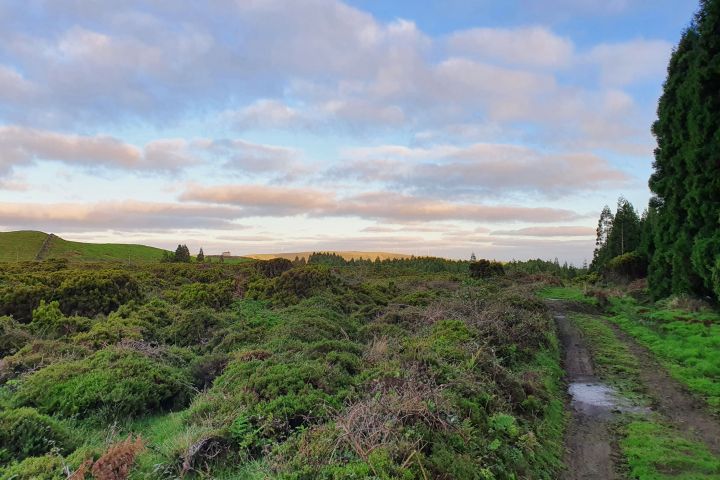 Muddy path through lush greenery under a partly cloudy blue sky.