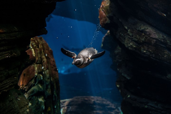 a turtle swimming under water
