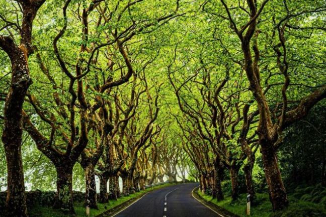 a tree in the middle of a road