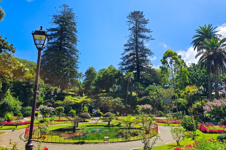 a close up of a flower garden