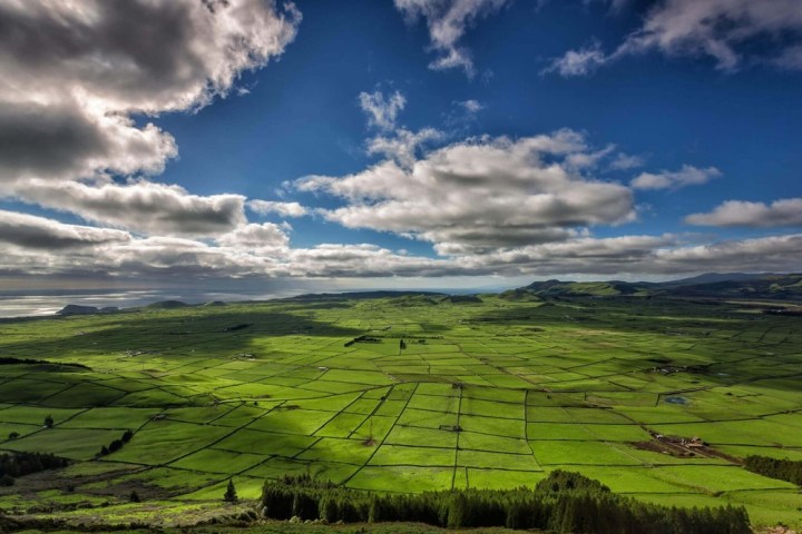 a herd of sheep grazing on a lush green field