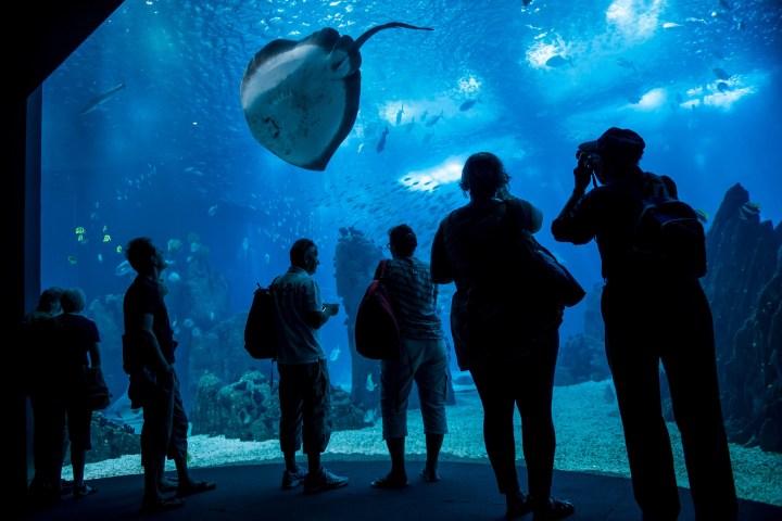 a group of people standing in front of a fish