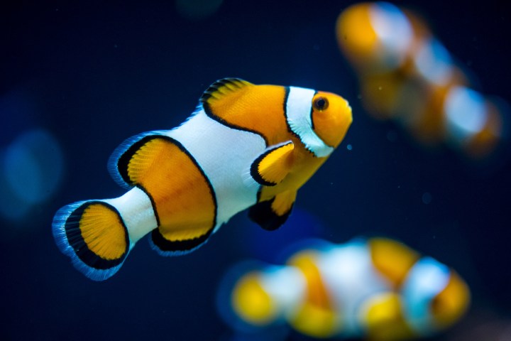 a colorful fish