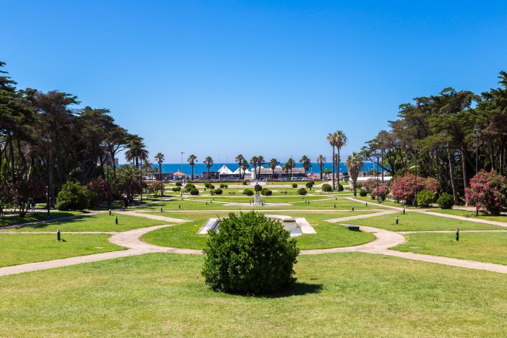 a large lawn in front of a palm tree