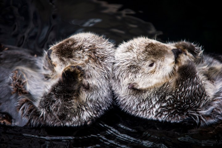 a close up of an animal