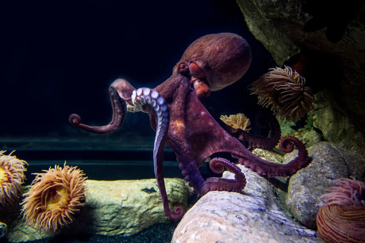 a close up of a stuffed animal