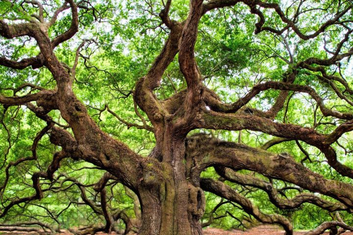 Large, twisted oak tree with sprawling branches and green leaves on a forest floor.