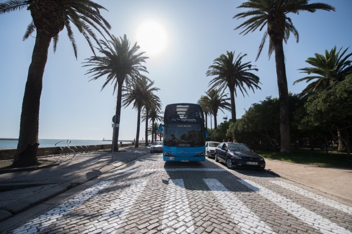 a palm tree in front of a bus