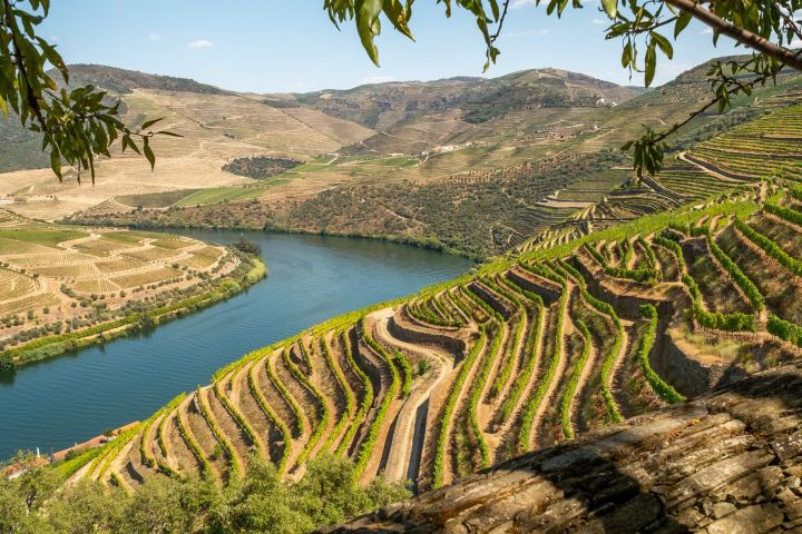 Terraced vineyards overlooking a river with hills and clear blue sky in the background.