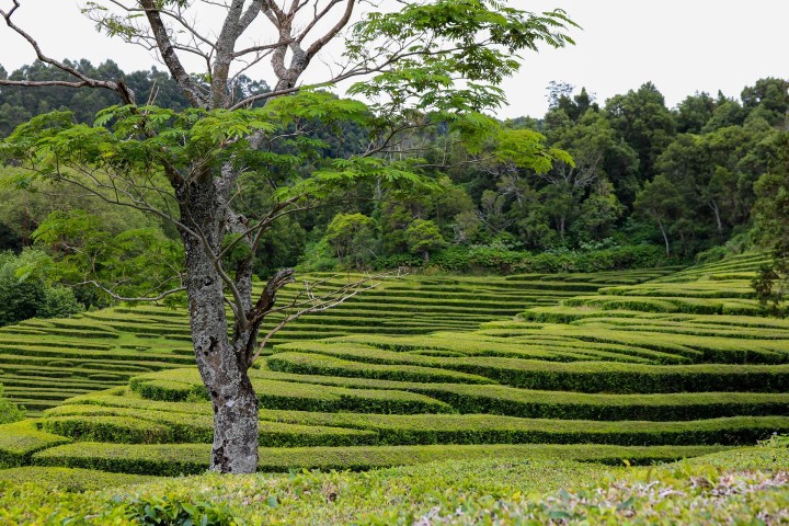 a large green field with trees in the background
