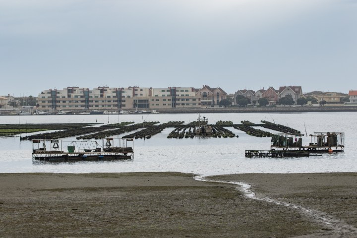 Oyster farm with platforms in shallow water, buildings in the background.