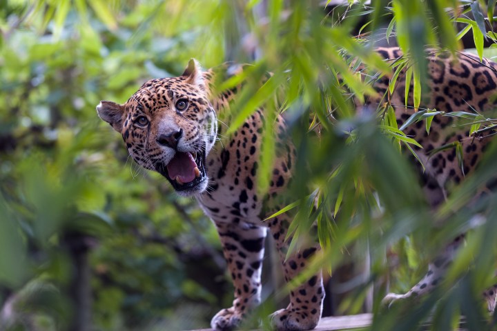 Jaguar in greenery with mouth open, surrounded by lush leaves.