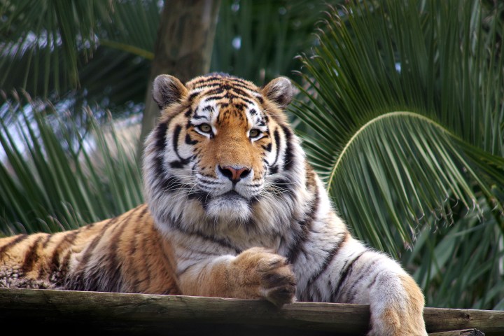 Tiger lying on a wooden platform with palm leaves in the background.
