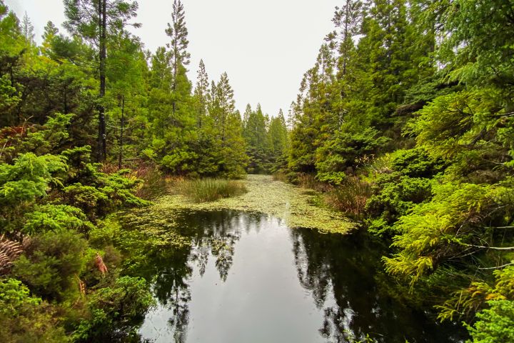 Forest with a narrow, reflective stream bordered by dense green trees.