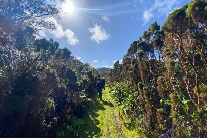 Person hiking through lush forest path under bright sun and blue sky.