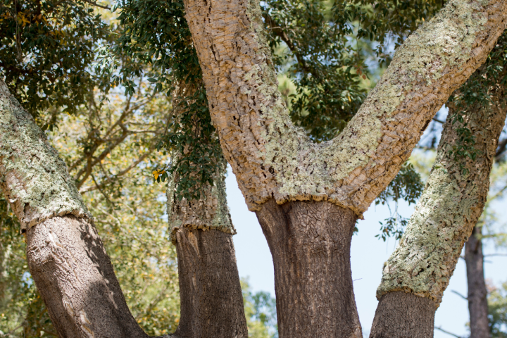 Cork oak tree with rough bark and branches extending upwards, surrounded by green foliage.