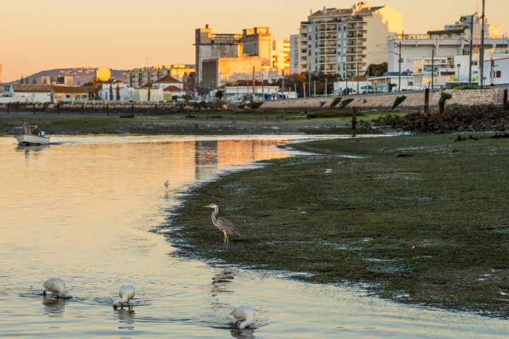 Herons and egrets wading in shallow water at sunrise near urban buildings.