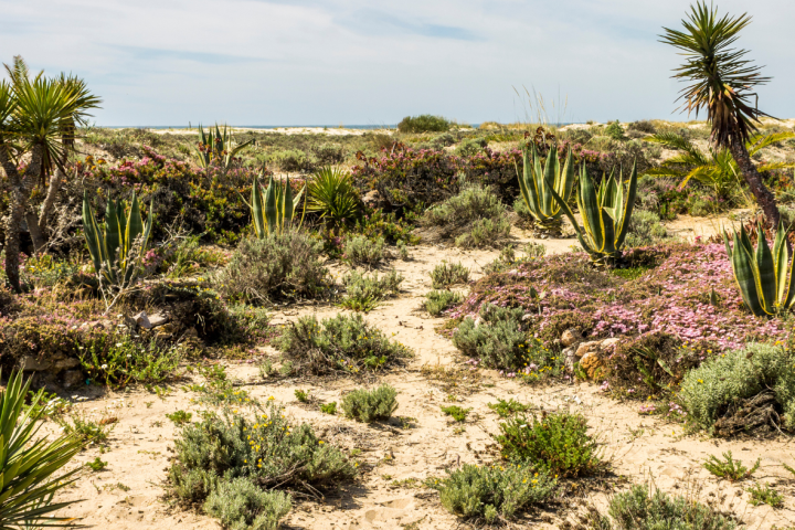 Desert landscape with cacti and shrubs under a partly cloudy sky.