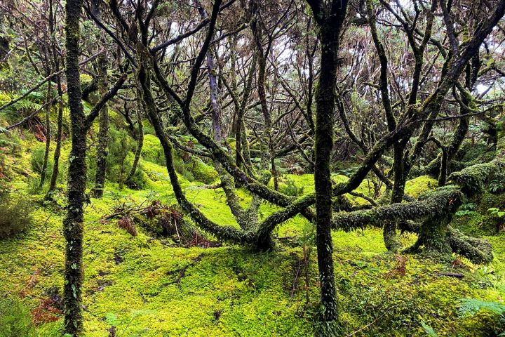 Dense forest scene with moss-covered trees and bright green foliage on the ground.