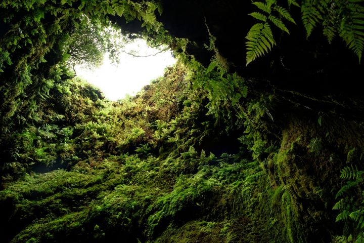 View from inside a cave with lush green ferns and moss at the entrance.