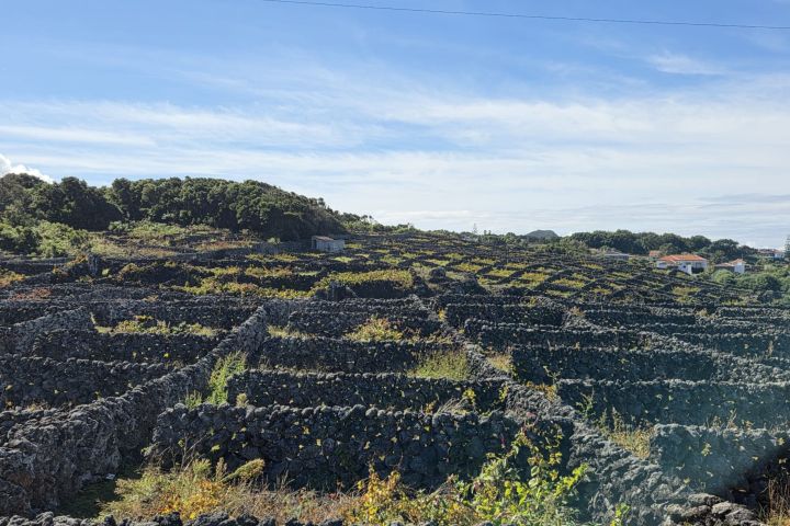 Rows of stone-walled vineyards with green foliage under a blue sky.