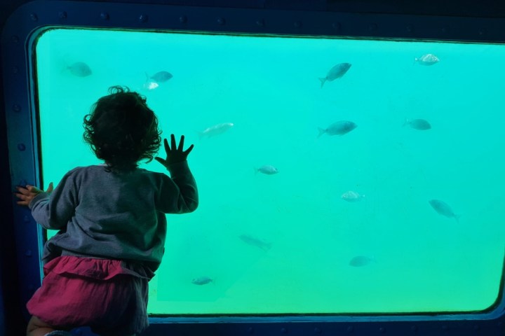 Child looking at fish through large aquarium window.