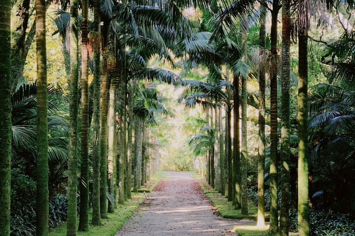 Pathway lined with tall palm trees in a lush garden.