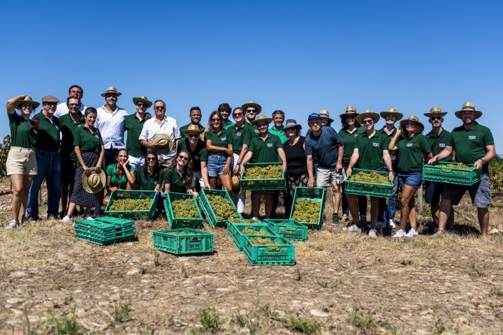 Group of people outdoors with green crates of grapes on a sunny day.