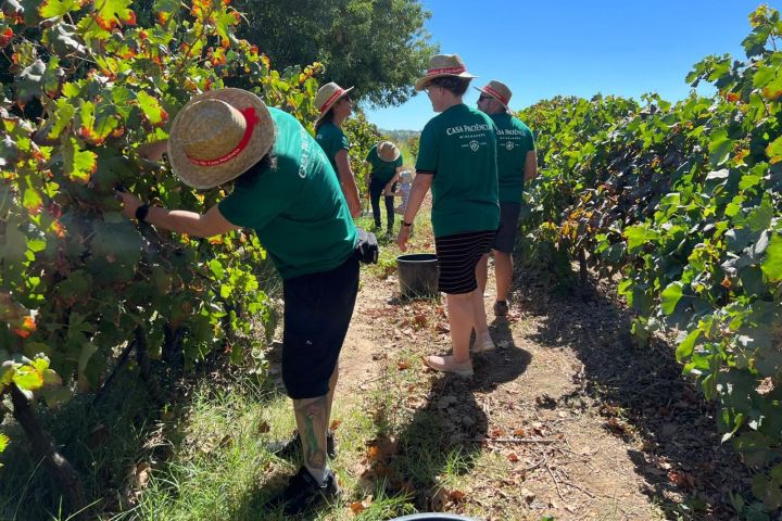 People harvesting grapes in a vineyard under clear blue sky.