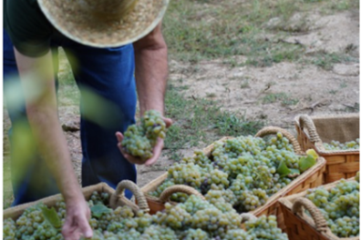 Person in hat placing grapes in woven baskets outdoors.